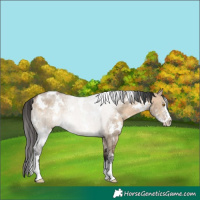 Horse Color:White Spotted Brown Dun Sabino Rabicano