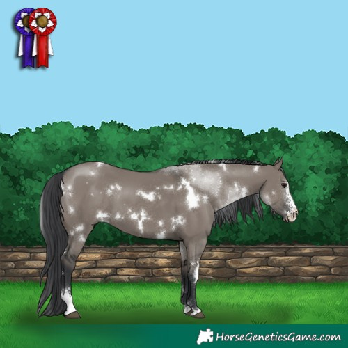 Horse Color:White Spotted Grullo Sabino
