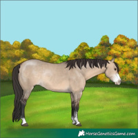 Horse Color:Brown Dun Sabino Rabicano 