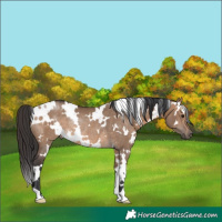 Horse Color:White Spotted Brown Dun Rabicano 