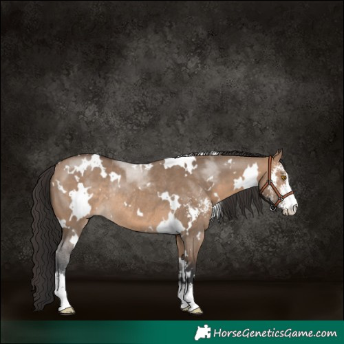 Horse Color:White Spotted Brown Dun Sabino Rabicano 