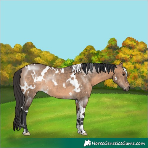 Horse Color:White Spotted Brown Dun Rabicano