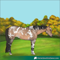 Horse Color:White Spotted Brown Dun Rabicano 