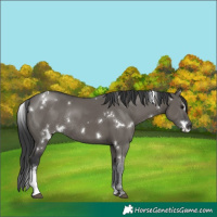 Horse Color:White Spotted Grullo Sabino Rabicano