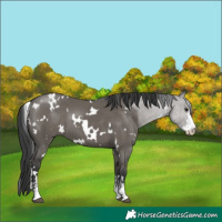 Horse Color:White Spotted Grullo Sabino 