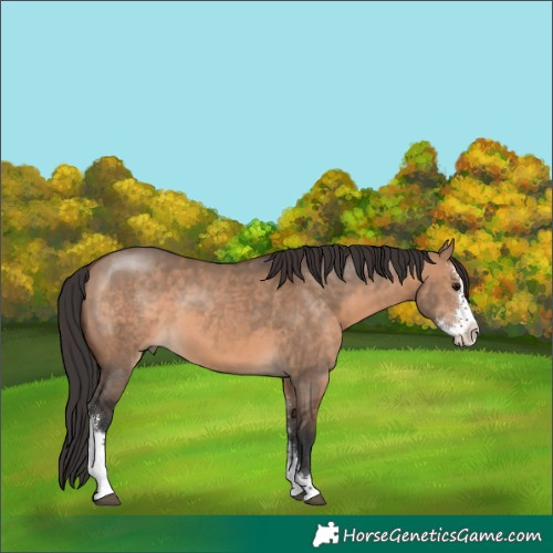 Horse Color:Brown Dun Sabino 