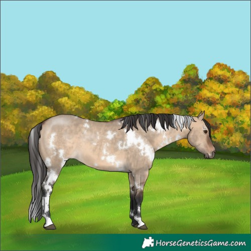 Horse Color:White Spotted Brown Dun 