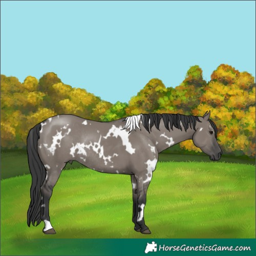 Horse Color:White Spotted Grullo Rabicano