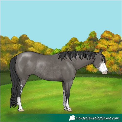 Horse Color:Grullo Sabino Rabicano
