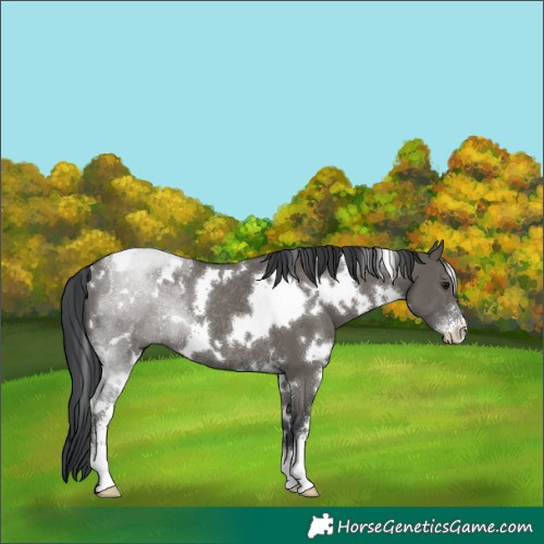 Horse Color:White Spotted Grullo Sabino Rabicano