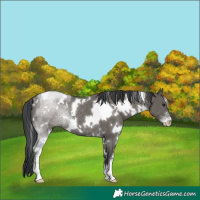 Horse Color:White Spotted Grullo Sabino Rabicano 