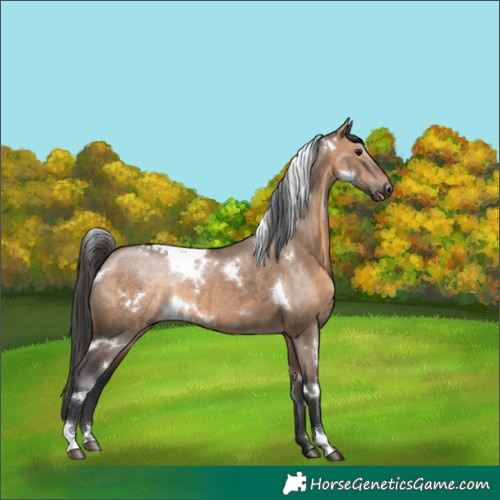 Horse Color:White Spotted Brown Dun Rabicano