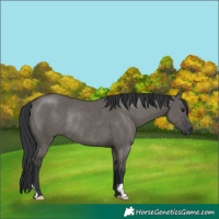 Horse Color:Grullo Rabicano 