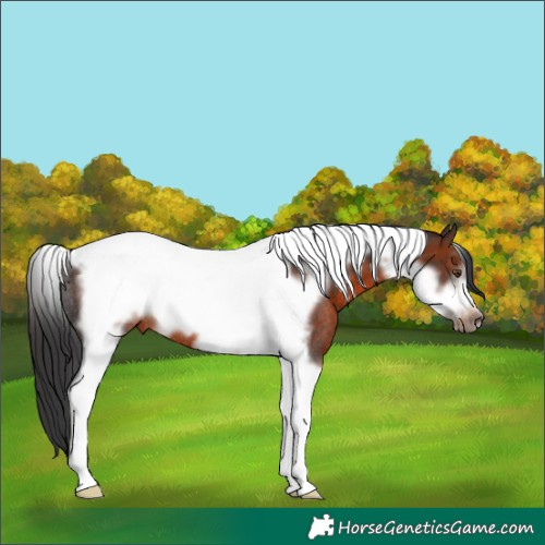 Horse Color:Brown Tobiano Frame Rabicano
