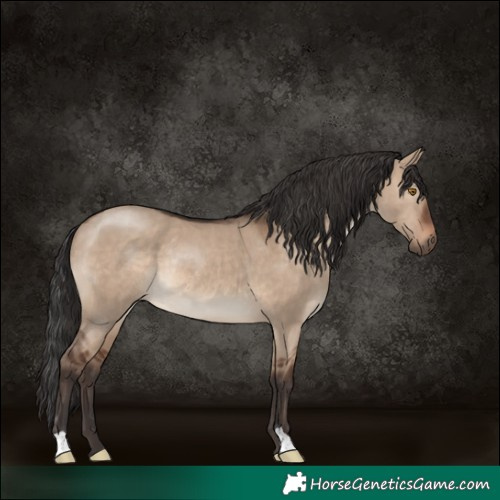 Horse Color:Brown Dun Rabicano 