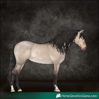Horse Color:Brown Dun Rabicano 