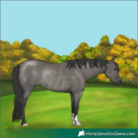 Horse Color:Grullo Rabicano 