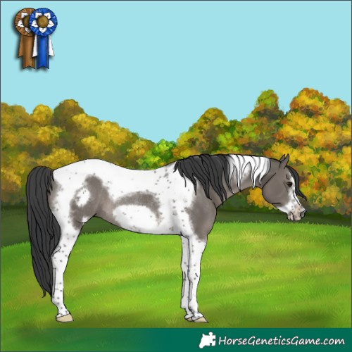 Horse Color:Grullo Tobiano Frame Rabicano 