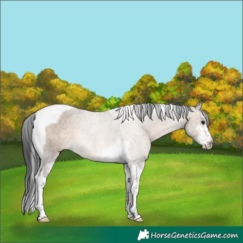 Horse Color:Brown Dun Sabino Tobiano Rabicano