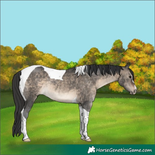 Horse Color:Brown Dun Sabino Tobiano Rabicano
