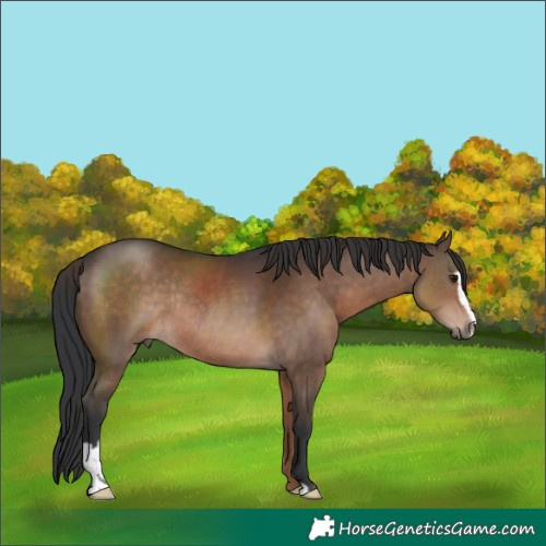 Horse Color:Brown Sabino Rabicano