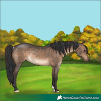 Horse Color:Brown Dun Rabicano 