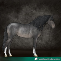 Horse Color:Black Rabicano