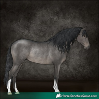 Horse Color:Black Rabicano 
