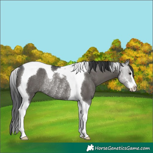 Horse Color:Black Sabino Tobiano Rabicano