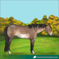Horse Color:Brown Dun Frame Rabicano 