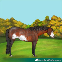 Horse Color:Brown Frame Rabicano 