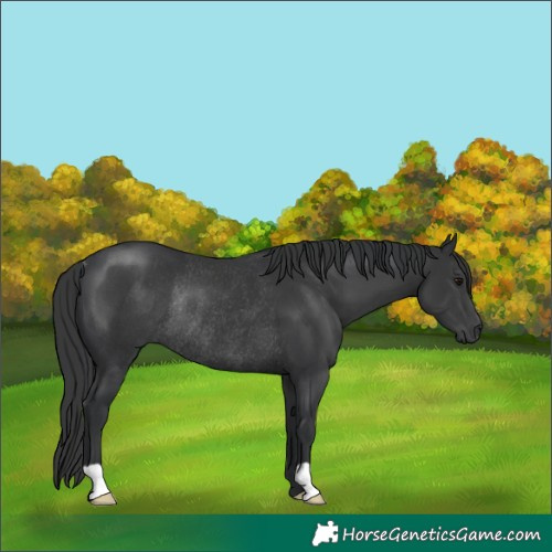 Horse Color:Black Rabicano