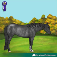 Horse Color:Black Rabicano 