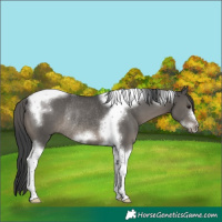 Horse Color:Grullo Tobiano Frame Rabicano 