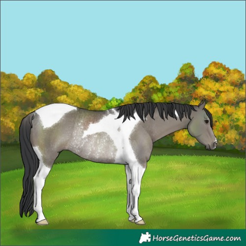 Horse Color:Grullo Tobiano Rabicano 