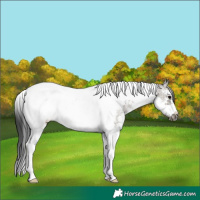 Horse Color:Grullo Sabino Tobiano Frame Rabicano 