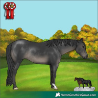 Horse Color:Black Rabicano 