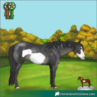 Horse Color:Black Frame Rabicano