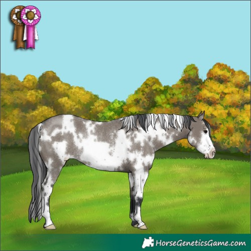 Horse Color:White Spotted Grullo Frame Rabicano 