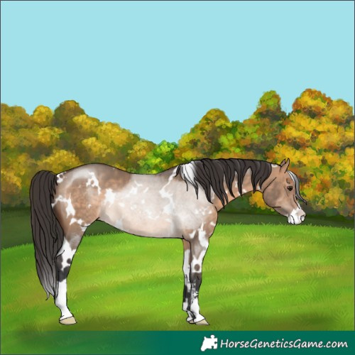 Horse Color:White Spotted Brown Dun Sabino 