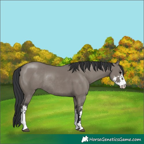 Horse Color:Grullo Sabino Rabicano 