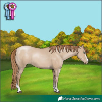Horse Color:Grullo Pearl Sabino Tobiano Rabicano 