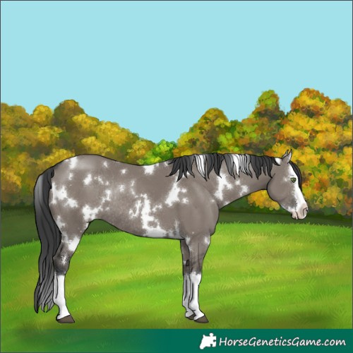 Horse Color:White Spotted Grullo Splash Rabicano