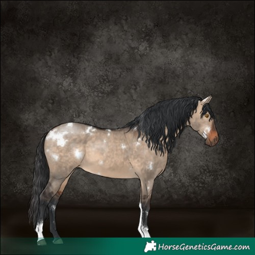 Horse Color:White Spotted Brown Dun Tobiano Rabicano 