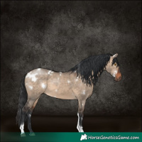 Horse Color:White Spotted Brown Dun Tobiano Rabicano