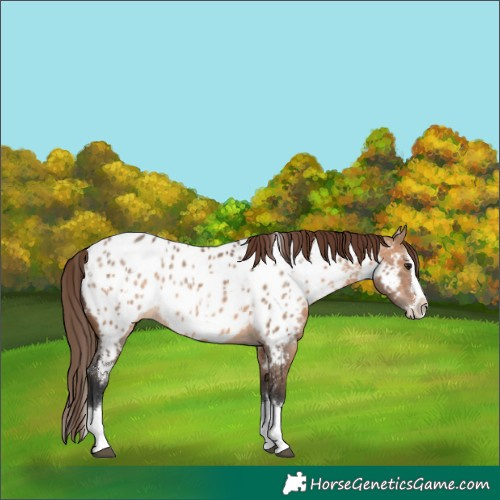 Horse Color:White Spotted Brown Dun Splash Appaloosa 