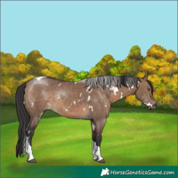 Horse Color:White Spotted Brown Dun Tobiano Rabicano 