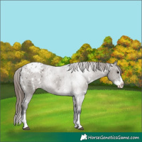 Horse Color:White Spotted Grullo Sabino Splash Appaloosa 