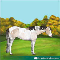 Horse Color:White Spotted Brown Dun Splash Tobiano Rabicano