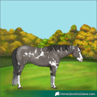 Horse Color:White Spotted Grullo Sabino Splash Rabicano 